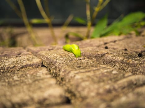 The green worm on the timber.