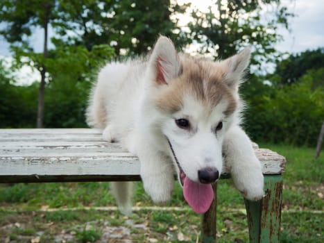 Siberian husky puppy is sitting on the wooden bench in the garden or park