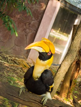 Great hornbill in the zoo, thailand