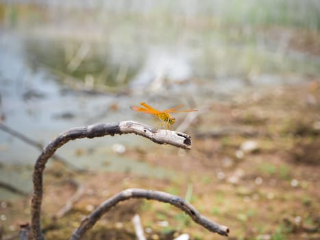 Dragonfly on the river bank branches. Dragonfly in nature background.
