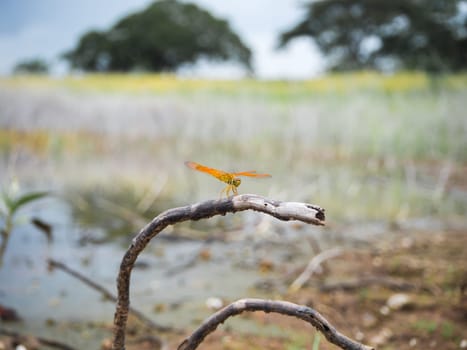 Dragonfly on the river bank branches. Dragonfly in nature background.