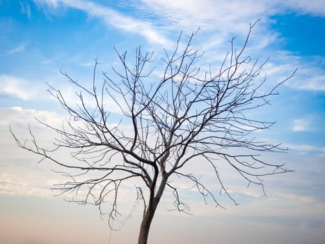 A bare tree with branches in corn field in evening light.