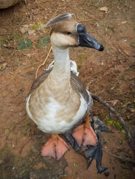 Duck in the zoo, Thailand