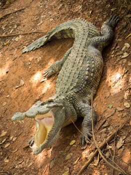 Crocodiles Resting at Crocodile Farm in Thailand
