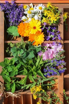 Medicinal plants from the garden