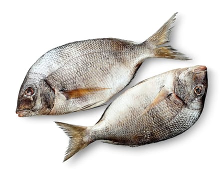 Two raw fresh dorados isolated on white background with shadow