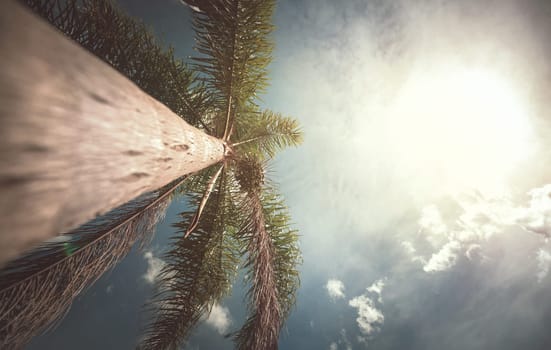 Coconut tree seen from below on sunny day.