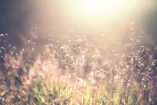 Nature outdoor image with shallow depth of field and blur for use as background