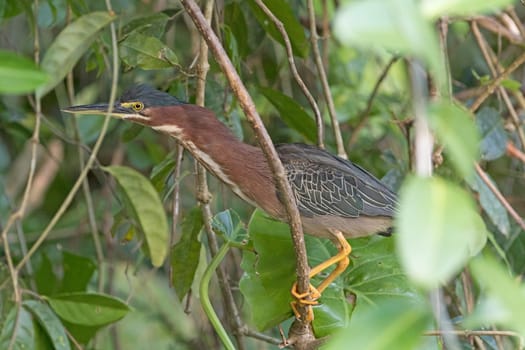Green Heron Hiding in the Trees in Tortuguero National Park in Costa Rica
