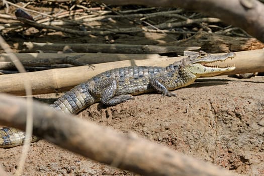 Spectacled Caiman on a River Bank in Tortuguero National Park in Costa Rica