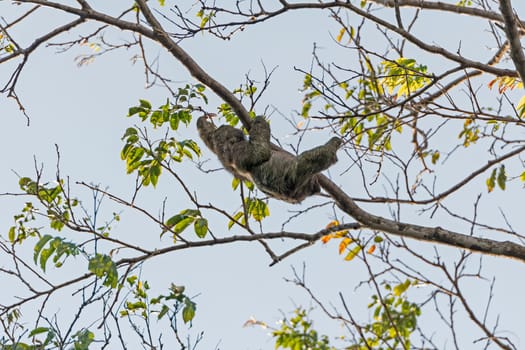 Two Toed Sloth Moving in a tree in Tortuguero National Park in Costa Rica
