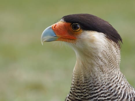 Crested caracara