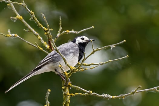 wagtail on a tree