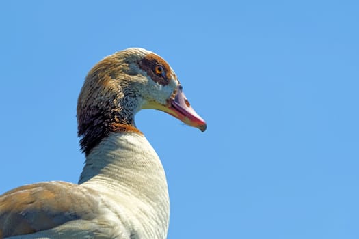 Egyptian goose