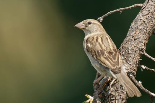 House sparrow web