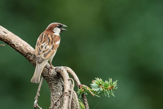 House sparrow