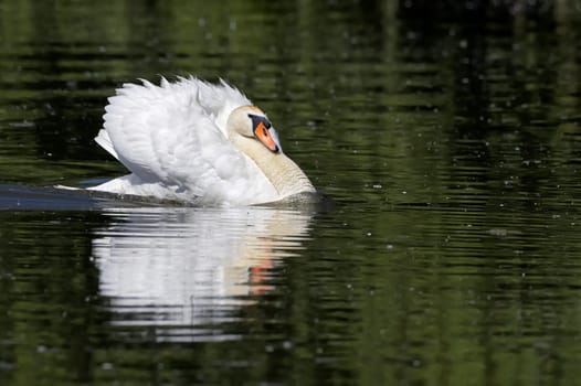 Mute swan swimming on a pond