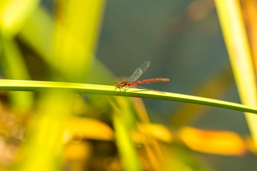 Early adonis dragonfly,pyrrhosoma nymphula,male