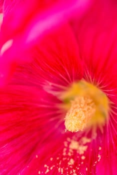 Mallow,Malva arborea,flowers