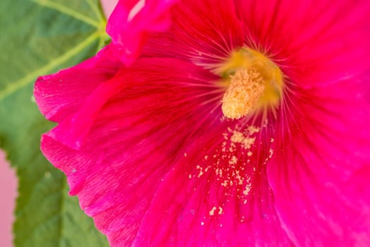 Mallow,Malva arborea,flowers