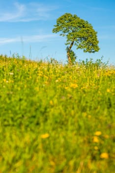 Tree in a summer meadow