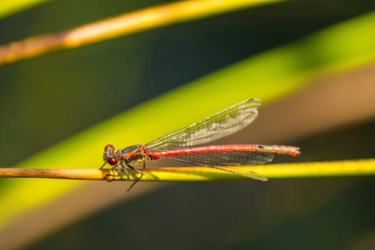 Early adonis dragonfly,pyrrhosoma nymphula,male