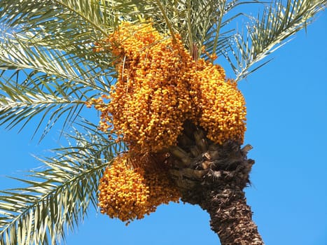 Bunch of colourful dates on the palm tree