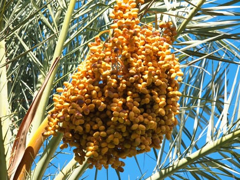 Bunch of colourful dates on the palm tree