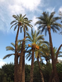 date fruit on palm tree on a blue sky