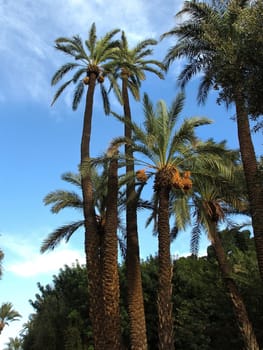 palm tree