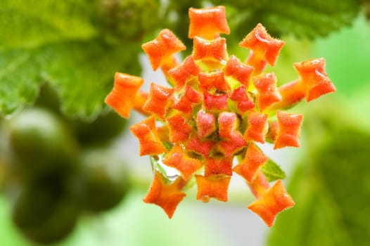 A closeup shoot of lantana camara flower