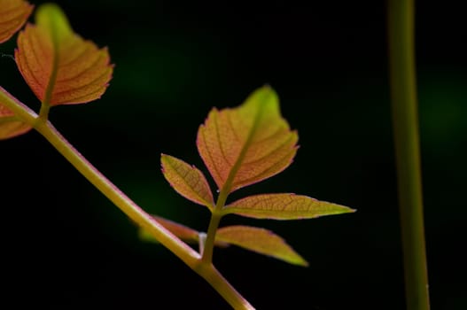The leafs of climbing plant on black background