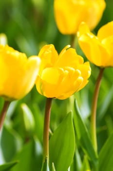 The close view of yellow tulips over green leafs