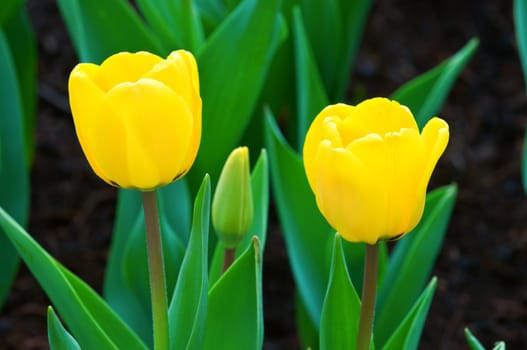 The close view of yellow tulips over green leafs