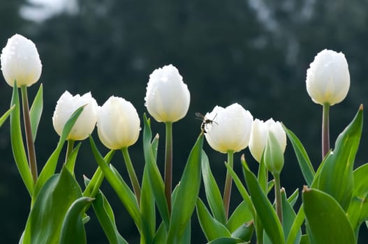 The view of line of white tulips flowers