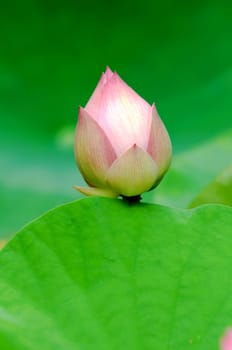 Close up of lotus (bud) flower over leaves