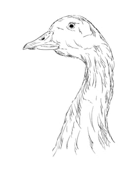 vector - A goose head isolated on a white background