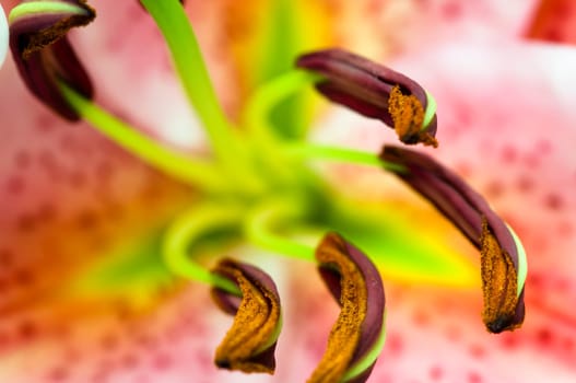 The details (close up shot) of gladiolus flower