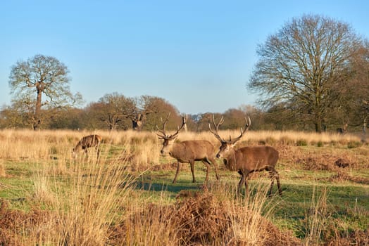 Two red deer walking in atumnal park in late afternoon light.