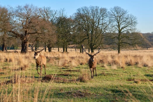 Two red deer walking in atumnal park in late afternoon light.