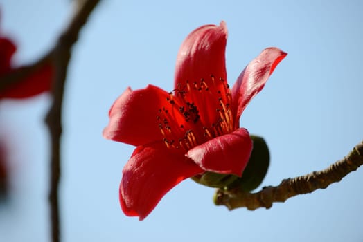 The flowers of ceiba tree, crimson kapok flowers