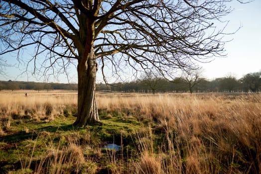 Single tree in warm late afternoon park in autumn