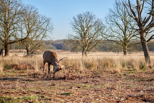 Red deer in charging position in atumnal park in late afternoon light.