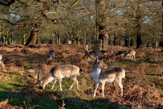 Fallow deer eating in autumnal park