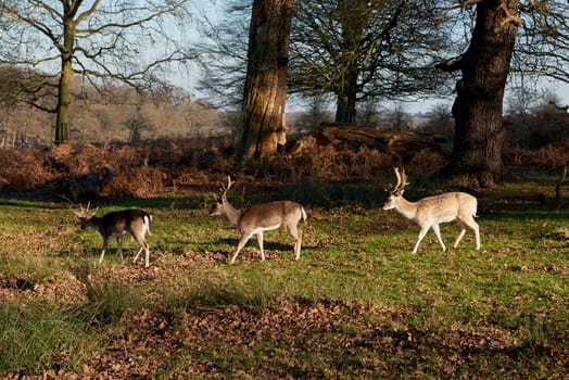 Fallow deer eating in autumnal park