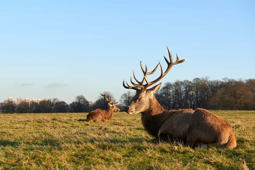 Two red deer lying in atumnal park in late afternoon light.