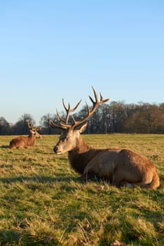 Two red deer lying in atumnal park in late afternoon light.