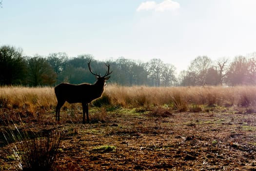 Sillhouette of red deer aginst light in atumnal park in late afternoon light.