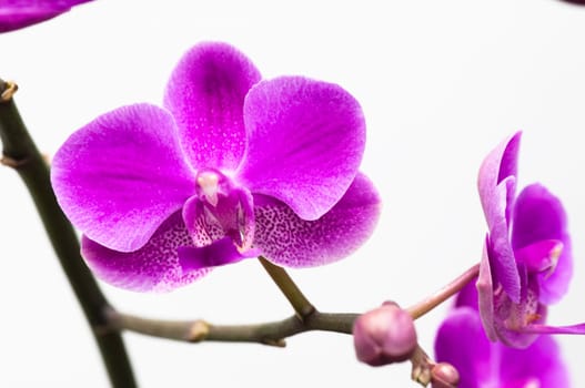 Pink orchid flower isolated on white background