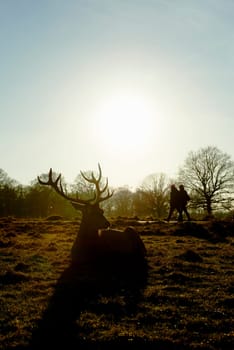 Sillhouette of red deer lying in atumnal park in late afternoon light, with two people walking past the background.